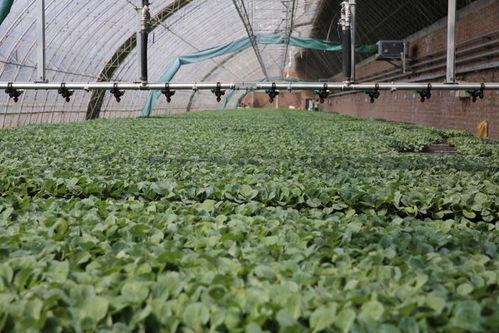 新質(zhì)密碼 沈陽(yáng)秋實(shí)植物工廠以科技引領(lǐng)蔬菜種植新未來(lái)