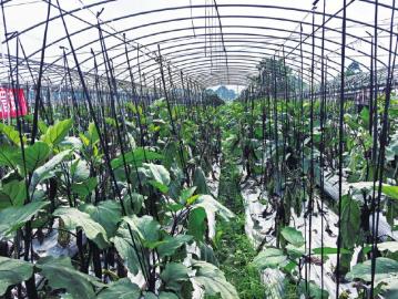 種植戶實(shí)操指南 掌握蔬菜高效栽培技術(shù)，實(shí)現(xiàn)優(yōu)質(zhì)高產(chǎn)