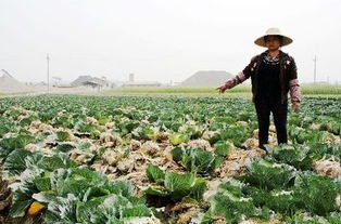 定鼎農(nóng)業(yè)蔬菜種植 技術(shù)賦能，行情導(dǎo)航，開(kāi)啟農(nóng)民致富新篇章