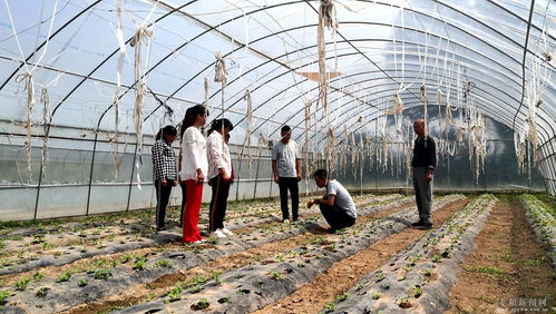 麥積區(qū) 科技特派員深入田間地頭，為蔬菜種植注入新動(dòng)能
