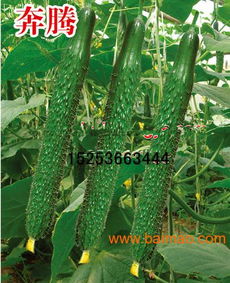 蔬菜種子技術(shù)指南 高性價(jià)比種苗推薦與選購(gòu)策略